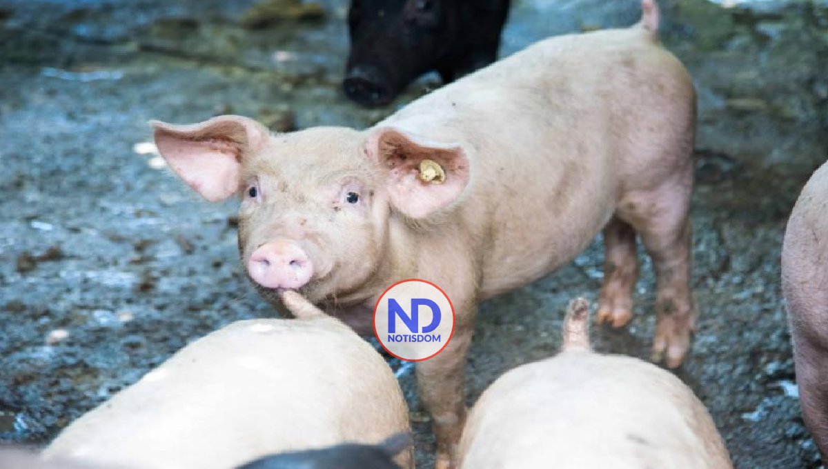 Casos de peste porcina africana disminuyen en RD, según informe 2 Casos de peste porcina africana disminuyen en RD, según informe