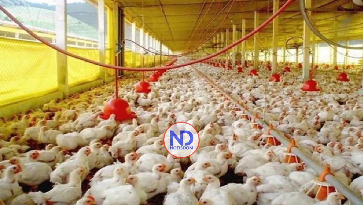 En enero 2023, avicultores dominicanos establecen récord de producción 2 En enero 2023, avicultores dominicanos establecen récord de producción