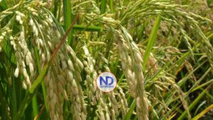 Gobierno convoca arroceros para buscar solución al sector