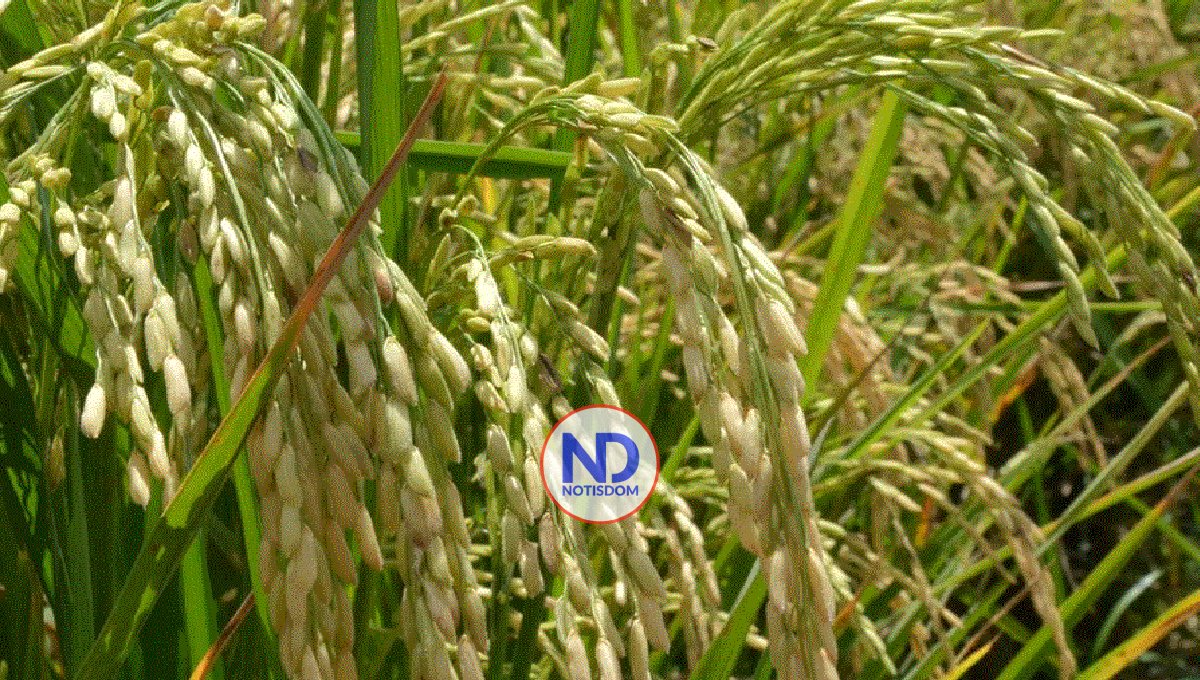 Gobierno convoca arroceros para buscar solución al sector