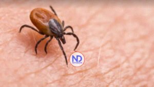 La babesiosis, una enfermedad transmitida por garrapatas, va en aumento en el noreste de EE.UU.