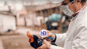 China detecta un caso de gripe aviar H3N8 en humanos