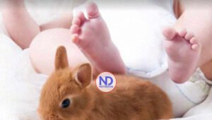 Mi hija de 2 años la aruñó un conejo ¿Tengo que llevarla a poner la antitetánica?