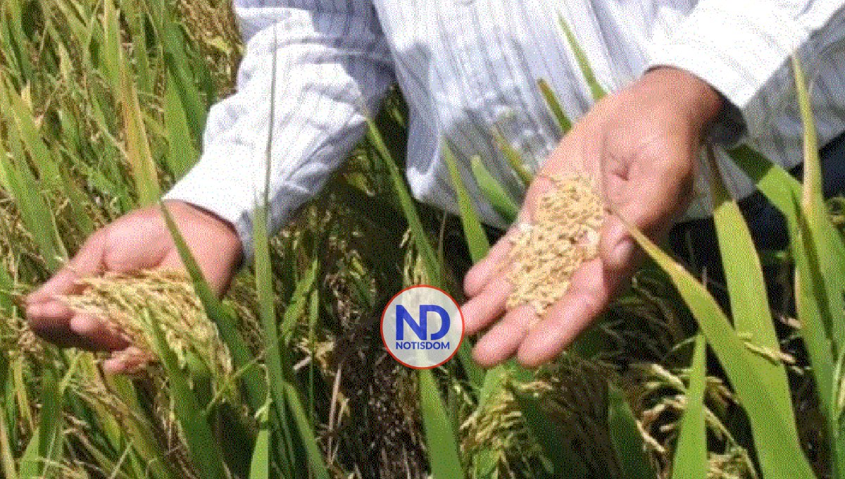 RD estudia los pasos a dar ante la apertura del mercado de arroz
