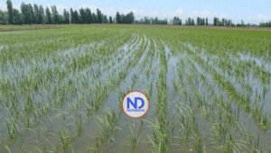 Fenarroz agradece a Presidente defender el sector ante DR-Cafta