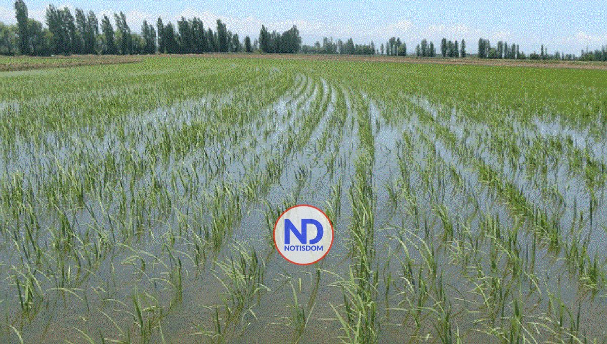 Fenarroz agradece a Presidente defender el sector ante DR-Cafta