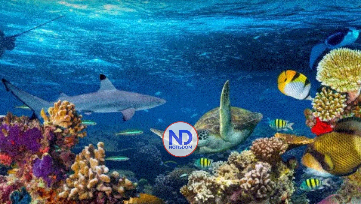 ¿Cuáles son las operaciones qué tienen nombre de animales del mar?