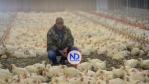México impone cuarentena a 3 granjas de pollo con virus de influenza aviar