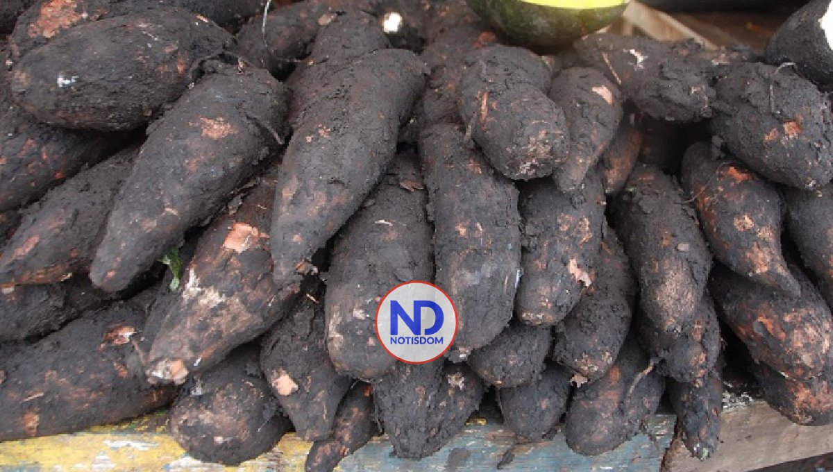 Decomisan productos agrícolas procedente de isla de Puerto Rico 2 Decomisan productos agrícolas procedente de isla de Puerto Rico