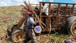 Funcionarios de EU visitarán RD para verificar situación de cañeros