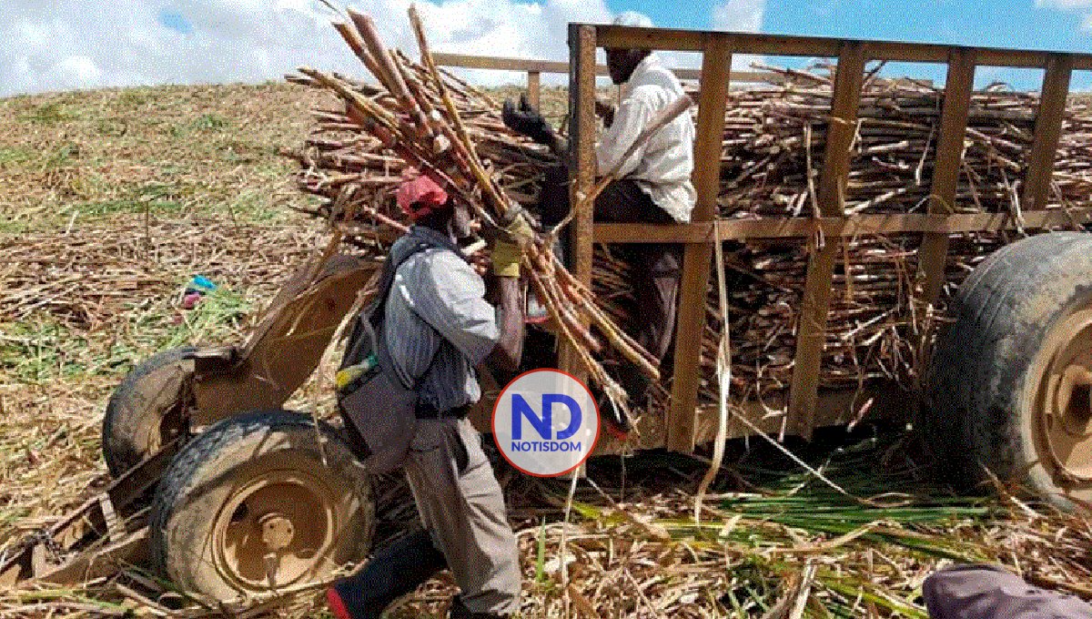 Funcionarios de EU visitarán RD para verificar situación de cañeros