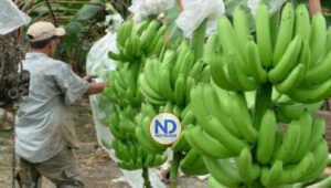 Gobierno dice comenzó el rescate de proyecto La Cruz de Manzanillo