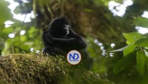 Chucantí, una reserva en el Darién de Panamá con una biodiversidad abrumadora