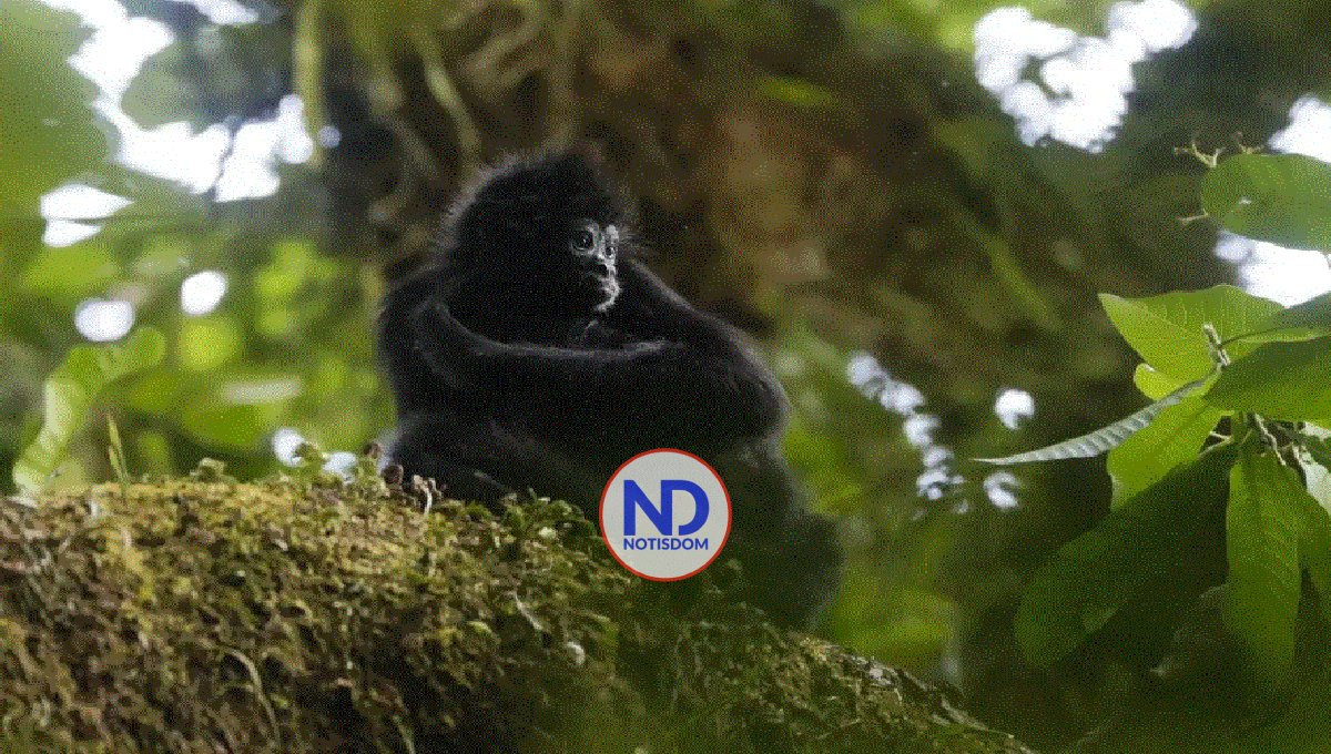 Chucantí, una reserva en el Darién de Panamá con una biodiversidad abrumadora