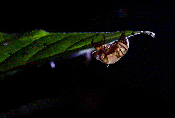 MUDA Chucantí, una reserva en el Darién de Panamá con una biodiversidad abrumadora