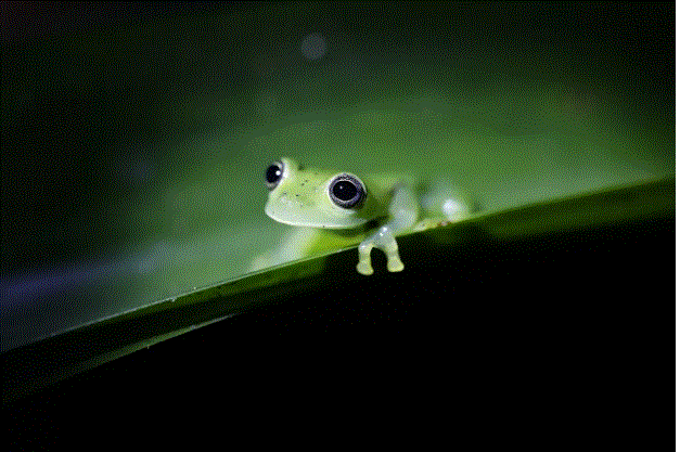 RANA Chucantí, una reserva en el Darién de Panamá con una biodiversidad abrumadora