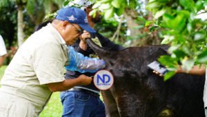 Proyecto ganadería realiza 5,159 inseminaciones bovinas