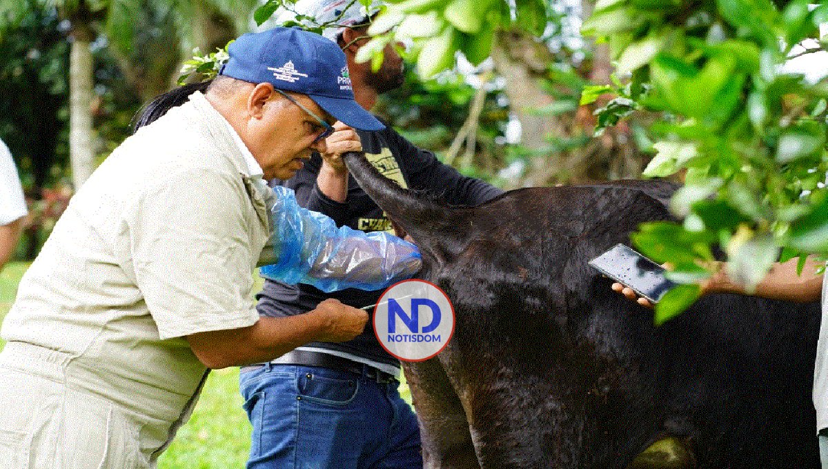 Proyecto ganadería realiza 5,159 inseminaciones bovinas