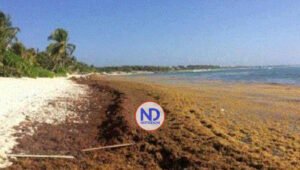 Canciller de RD pide que declaren el sargazo «emergencia regional»