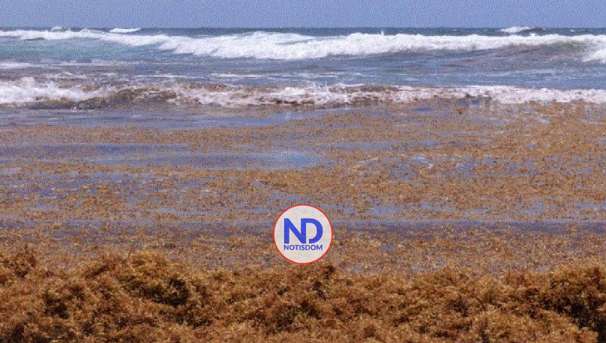 Usarán el sargazo que invade la RD para producir energía eléctrica