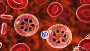 Científicos descubren posible vía para desorientar y desactivar el parásito de la malaria