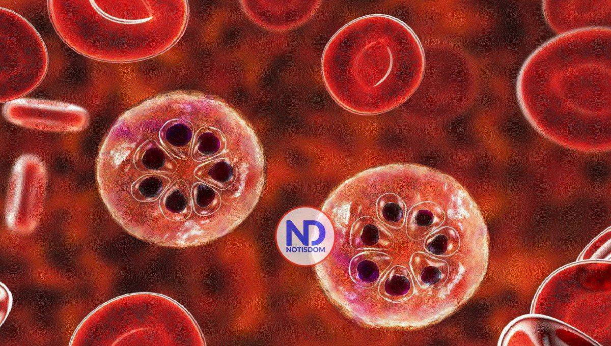 Científicos descubren posible vía para desorientar y desactivar el parásito de la malaria