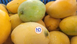 Advierten cosecha de mango se pierde por la falta de mercado