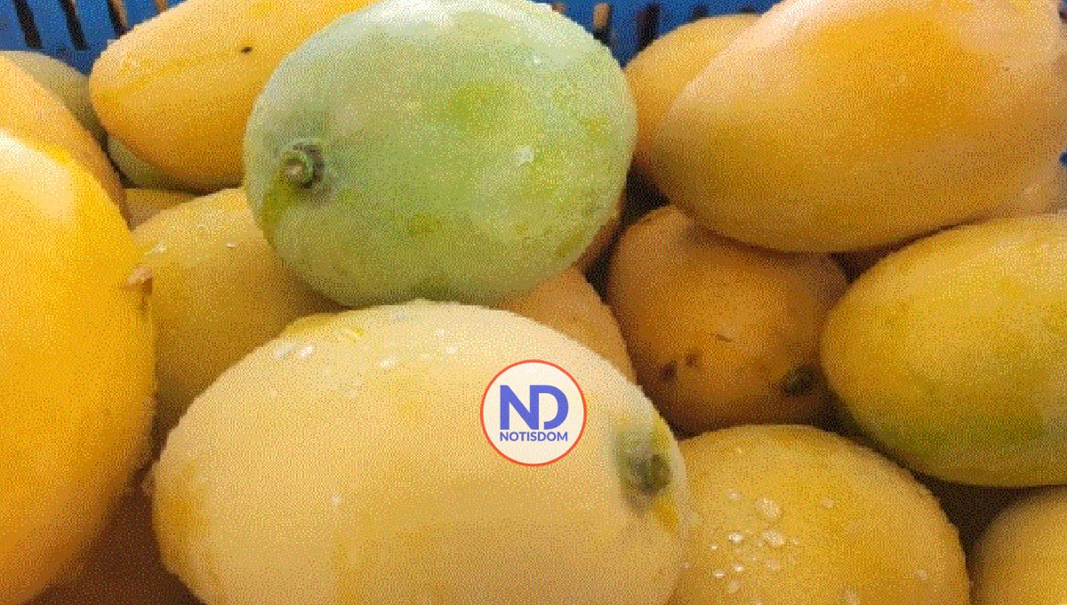 Advierten cosecha de mango se pierde por la falta de mercado