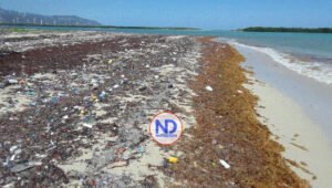 Certifican que sargazo disminuye en el Golfo de México y el Caribe