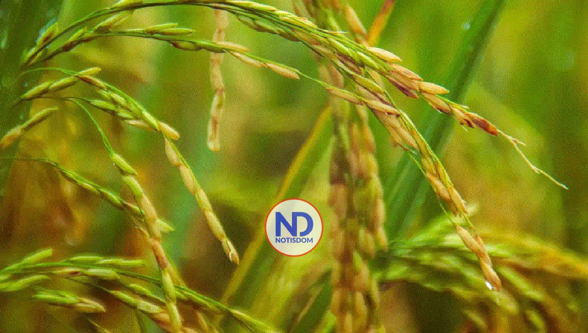 Advierten sobre contaminación de metales pesados en la zona arrocera de la provincia Duarte