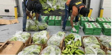 COCAINA Y GUINEOS Ocupan 400 paquetes de cocaína camuflados en carga de guineos