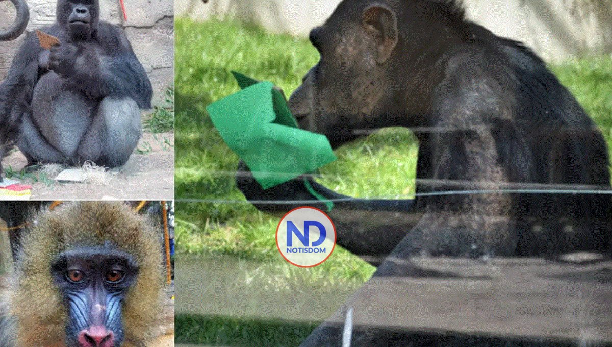 Un estudio apunta que los primates tienen preferencias de color relacionadas con la dieta 2 Un estudio apunta que los primates tienen preferencias de color relacionadas con la dieta