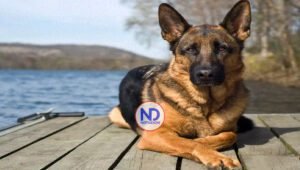 ¿Por qué hoy se celebra el Día Mundial del Perro?