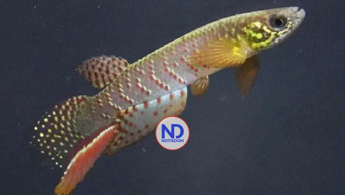 Hallan en Bolivia un pez que sobrevive fuera del agua y que cambia su forma de respirar