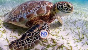 Prohíben por decreto manufactura, comercio y venta de tortugas marinas