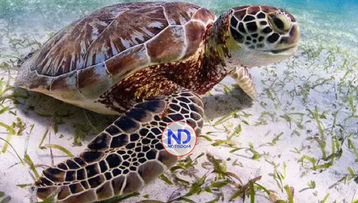 Prohíben por decreto manufactura, comercio y venta de tortugas marinas 2 Prohíben por decreto manufactura, comercio y venta de tortugas marinas