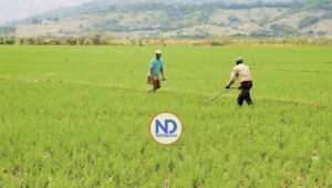 Los dueños de suelos ya no lo usan en la actividad agrícola