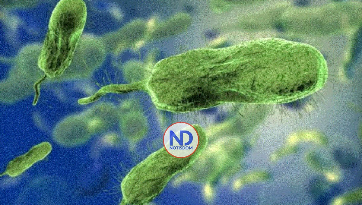 Florida reporta 5 muertes y 26 infectados por bacteria «come-carne»