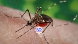 RD ha registrado 5,145 casos de dengue en lo que va de este año