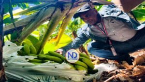 Inespre inicia compra más de un millón bananos productores Azua