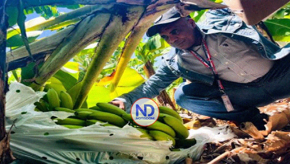 Inespre inicia compra más de un millón bananos productores Azua