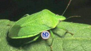 Plaga de «hiede vivo» afecta provincia Montecristi 