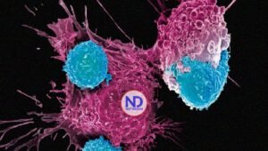 Inmunoterapia CAR-T ataca cáncer ovario en ratones con una dosis