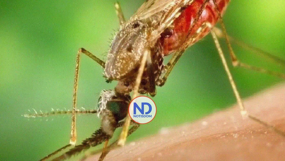 Salud Pública notifica un segundo caso de malaria importado en RD