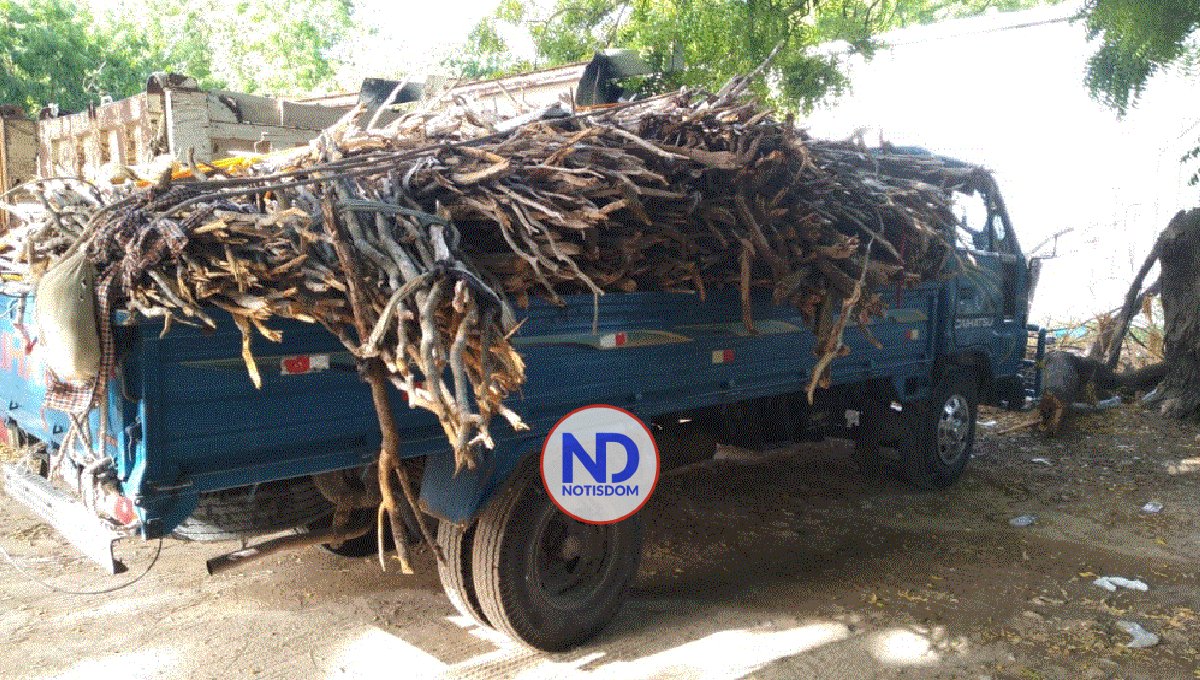 Incautan árboles de guaconejo en Pedernalescortados ilegalmente