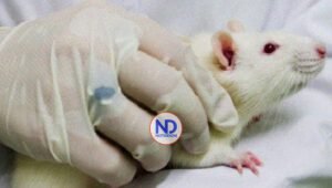 Las células madres podrían evitar pérdida memoria por Alzheimer