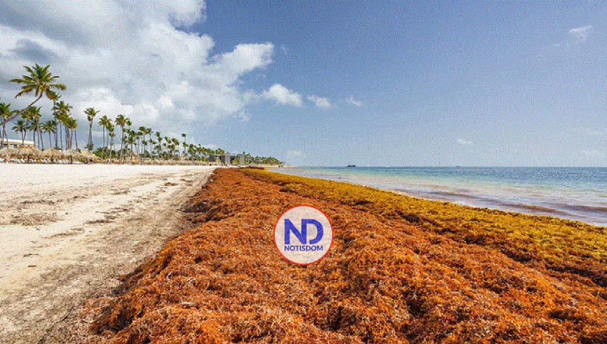 Presidente Abinader crea Gabinete de Lucha Contra el Sargazo