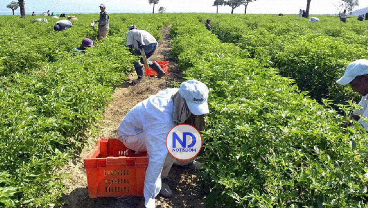 Agropecuaria tuvo un crecimiento de un 5.1% durante mes de julio 2 Agropecuaria tuvo un crecimiento de un 5.1% durante mes de julio