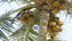 Coco y aguacate RD entrarán por primera vez a mercado de EEUU