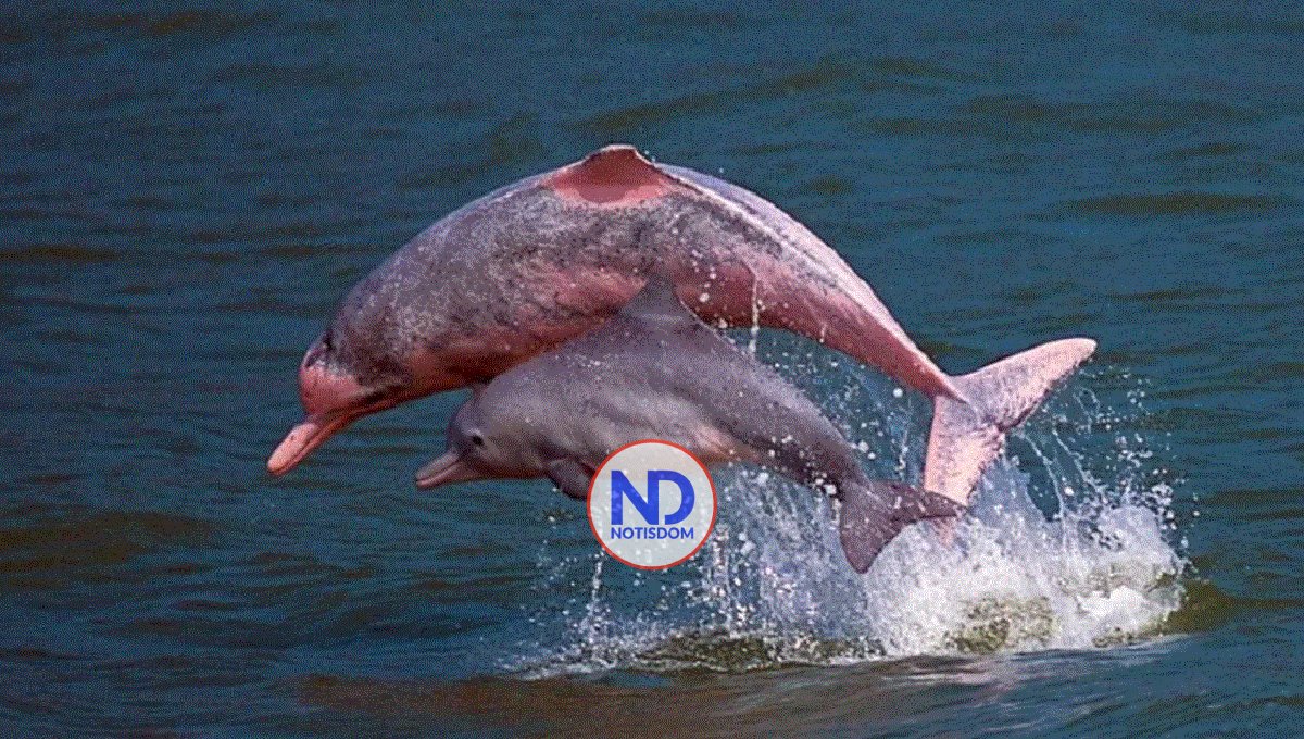 Hallan cerca de 110 delfines de río muertos en un lago de la Amazonía brasileña 2 Hallan cerca de 110 delfines de río muertos en un lago de la Amazonía brasileña